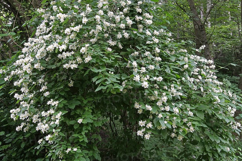 English dogwood or sweet mock-orange