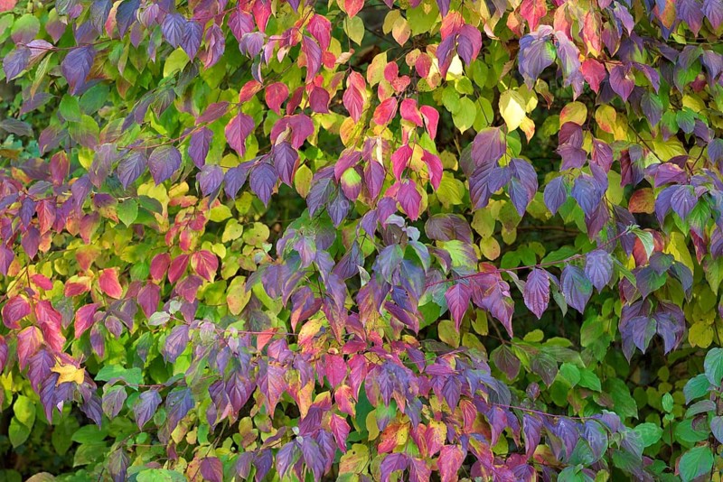 Common dogwood