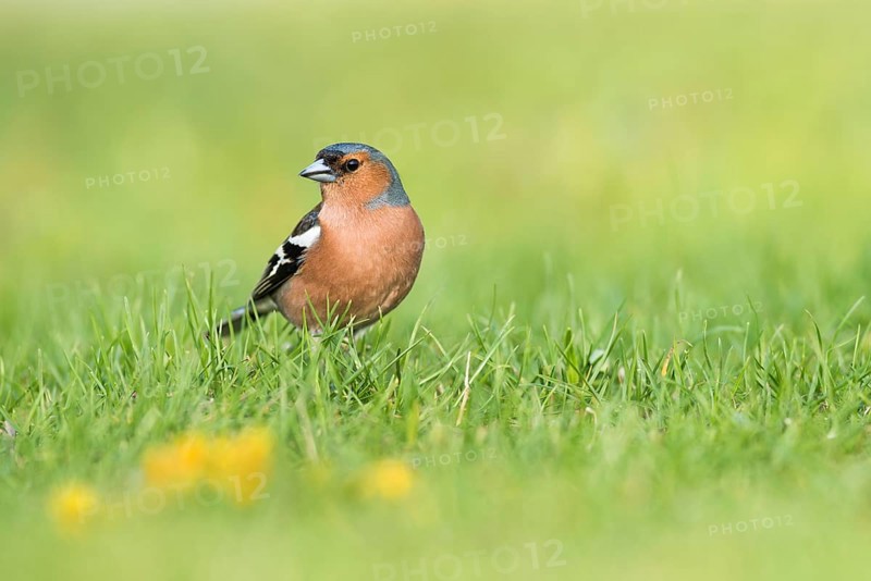 Common chaffinch
