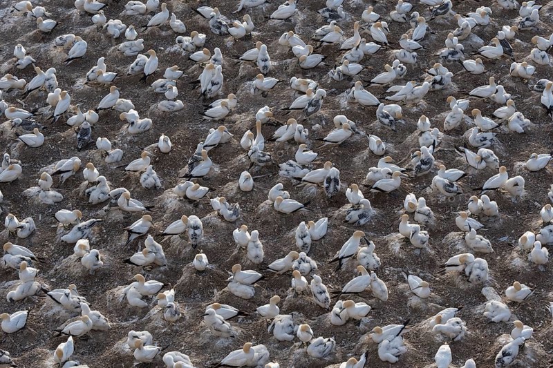 Australasian gannets