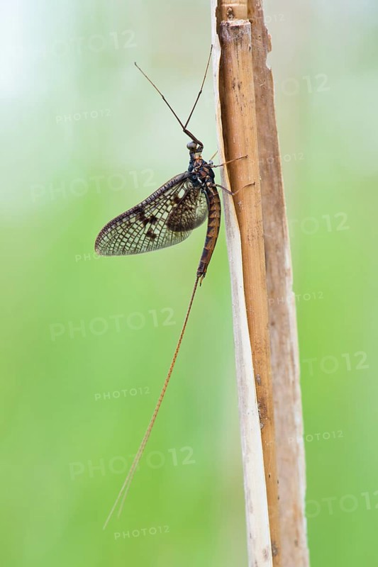 Mayfly
