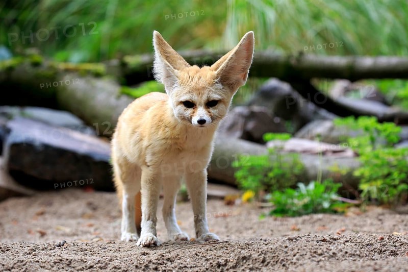 Fennec