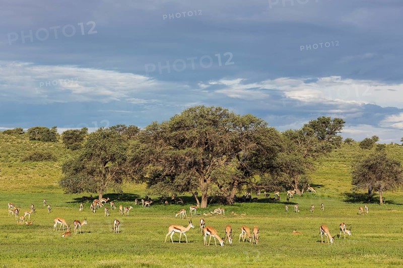 Springboks