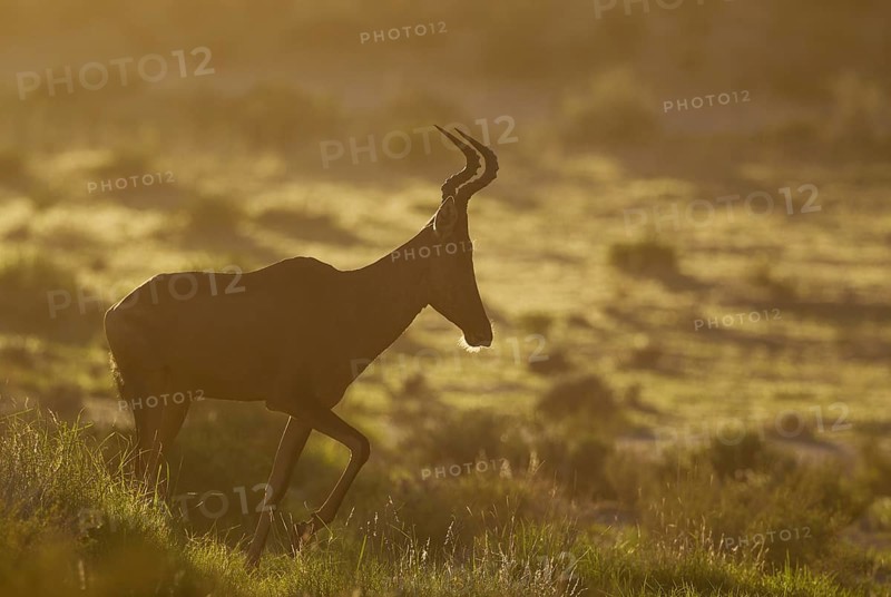 Red hartebeest