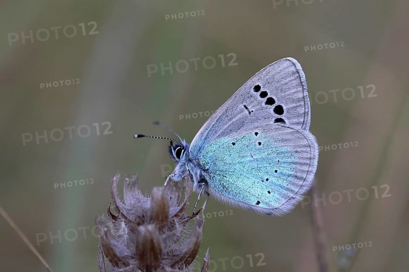 Green-Underside Blue