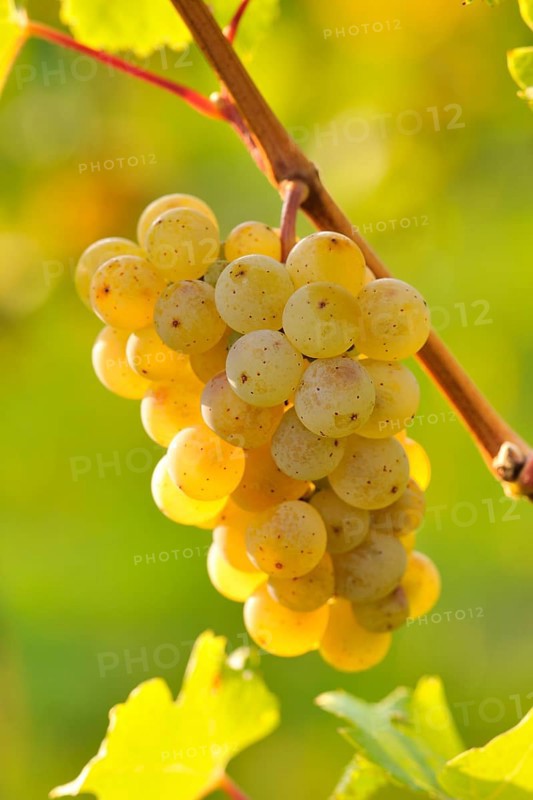 Riesling grapes