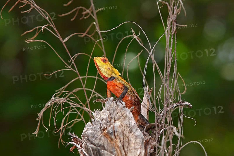 Oriental Garden Lizard