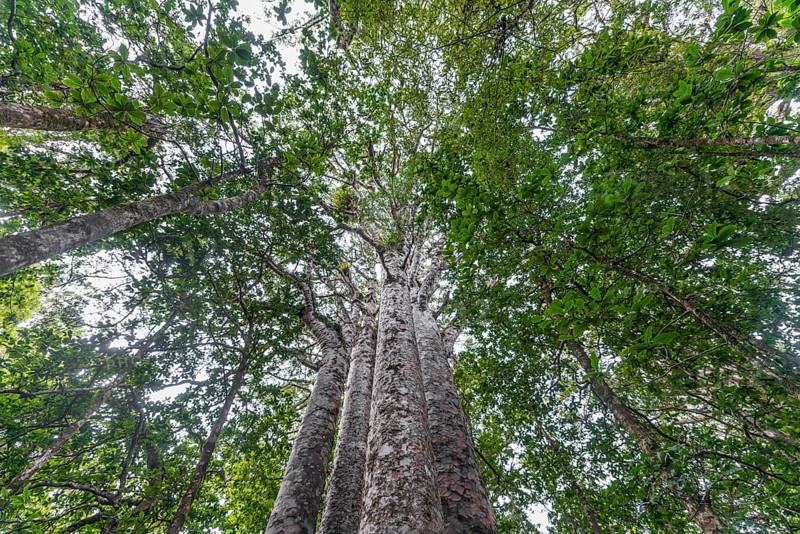 Four Kauri trees
