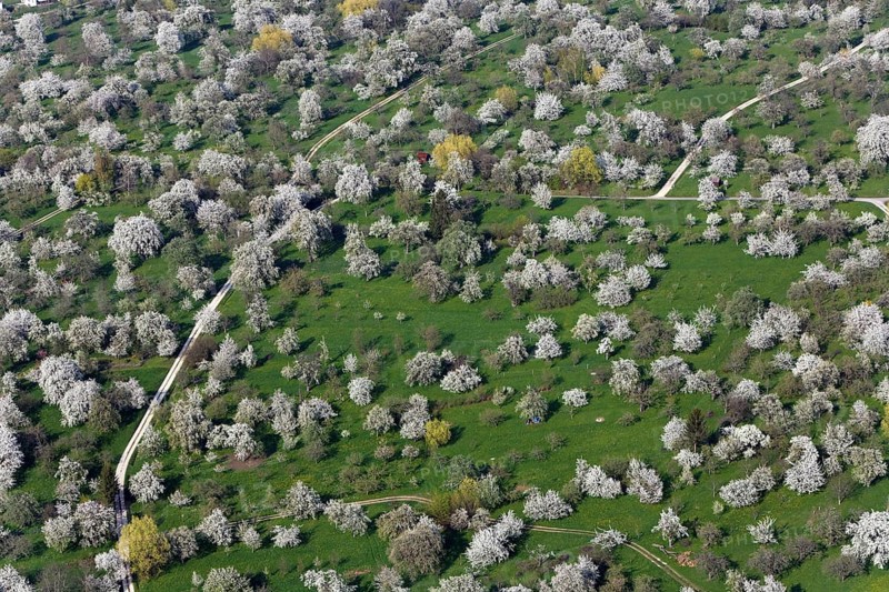Blooming orchard