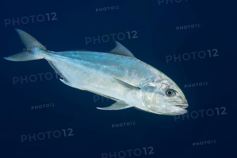 Greater amberjack or Allied kingfish