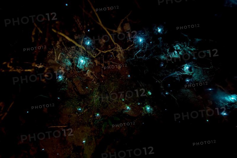 Bioluminescence