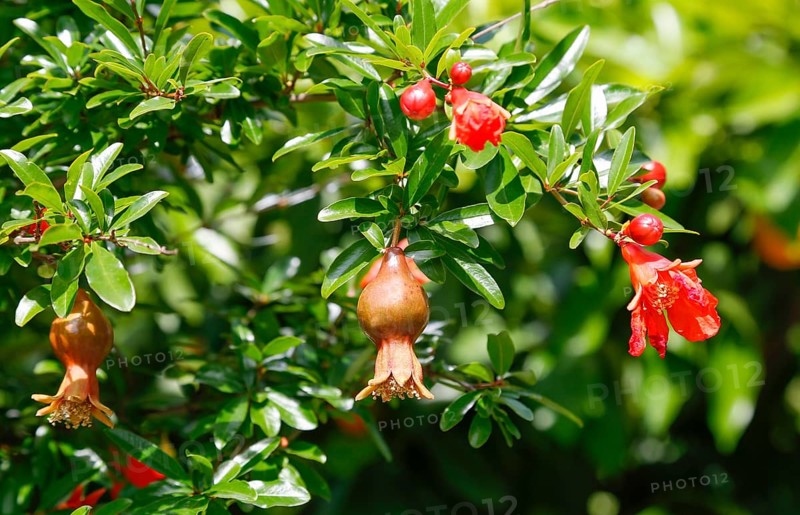 Blossom and fruiting of the tree