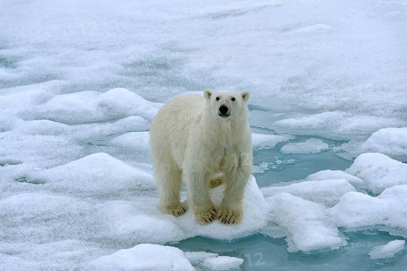 Polar bear