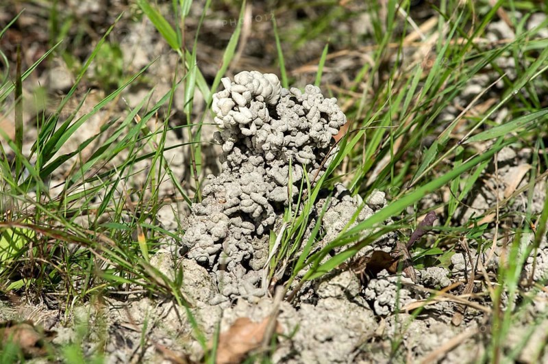 Pedogenic precipitates from earthworm