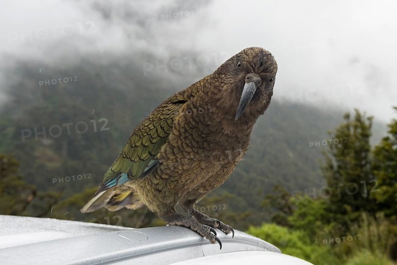 Kea