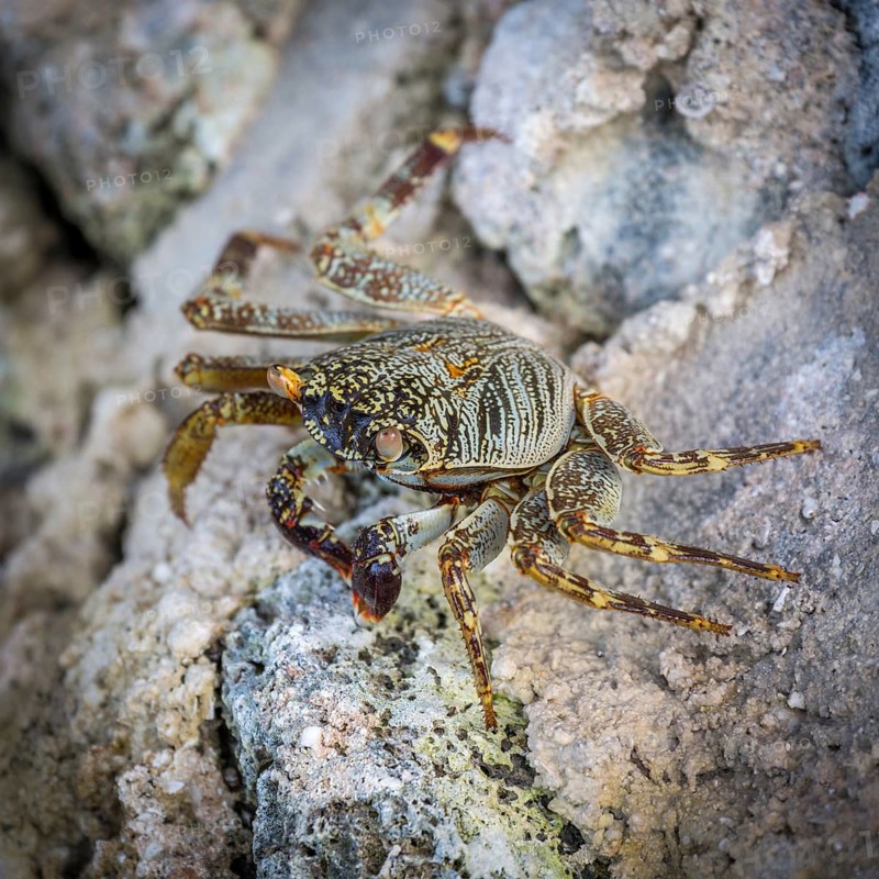 Shore crab