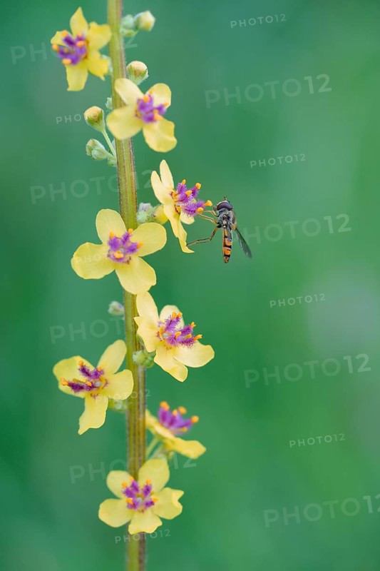Dark mullein