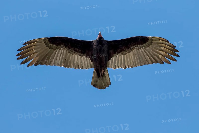 Lesser yellow-headed vulture