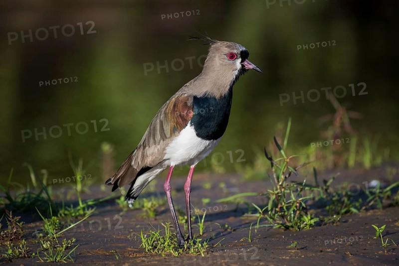 Southern lapwing