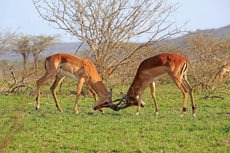Impala