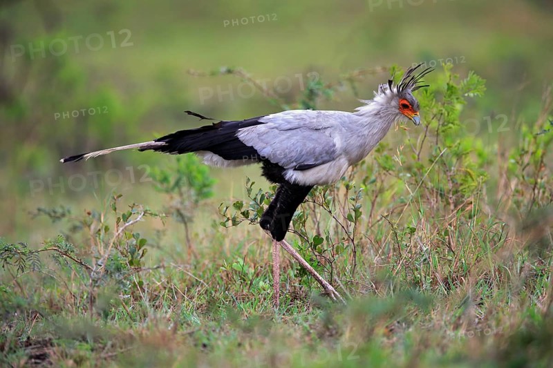 Secretary bird