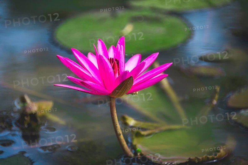 Pink Blossom