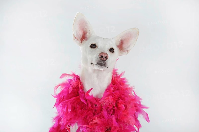 Mongrel with pink feathered boa