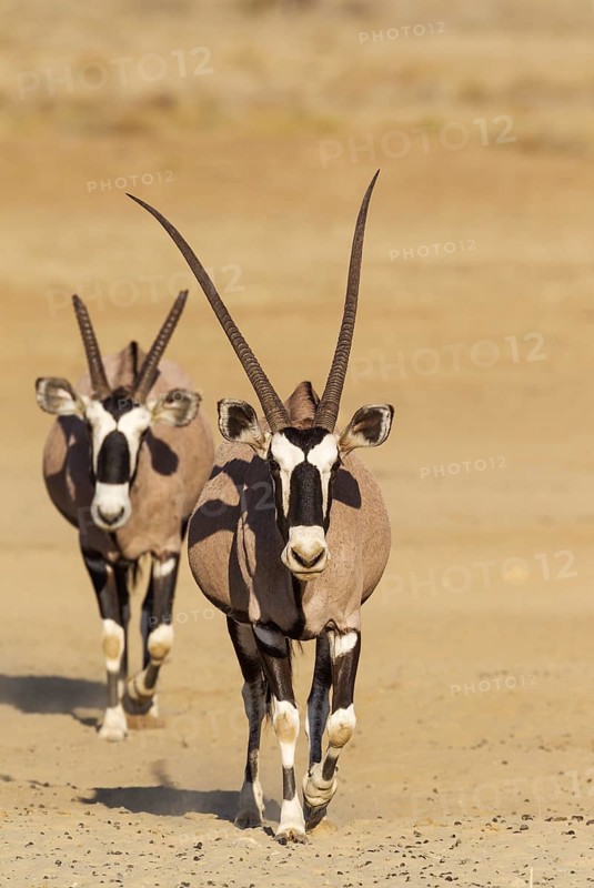 Gemsboks