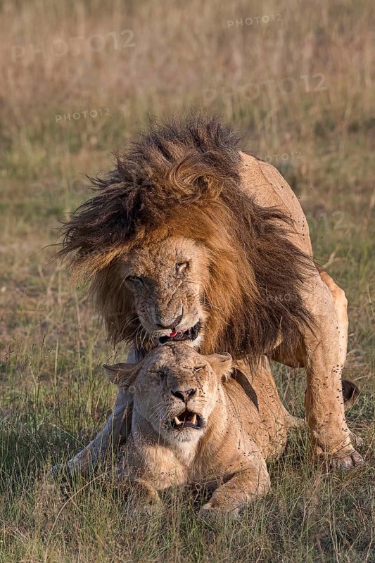 Lions