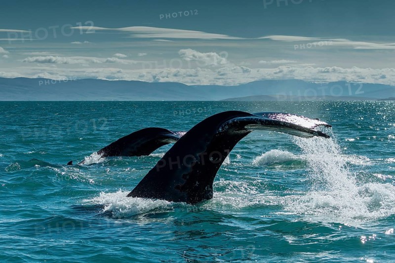 Tail