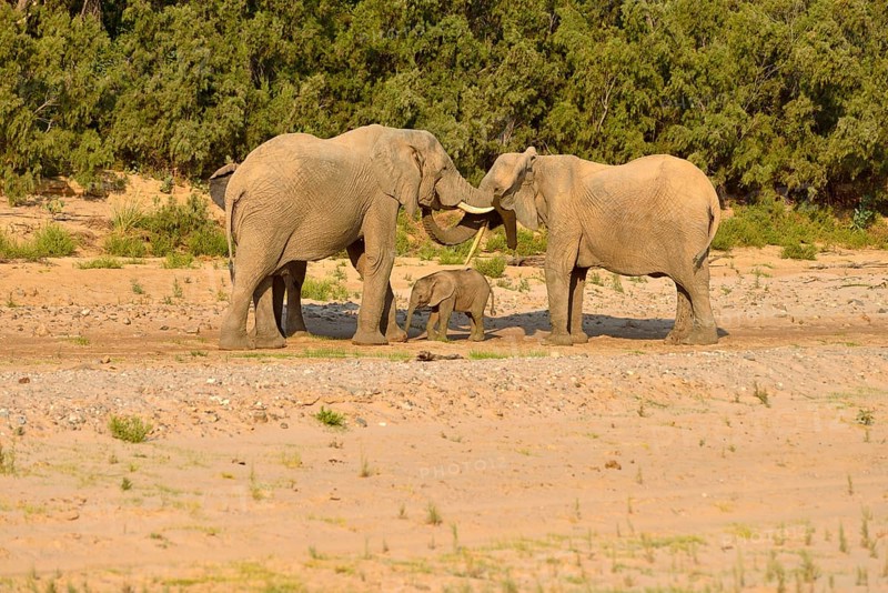 African bush elephants