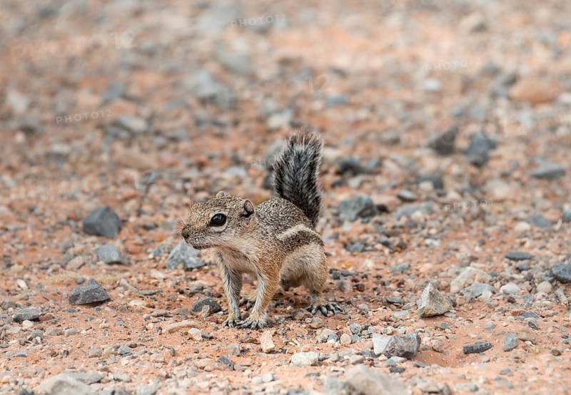 Harris's antelope squirrel
