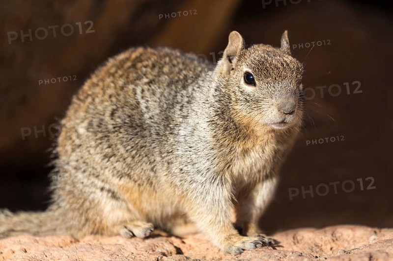 Rock squirrel