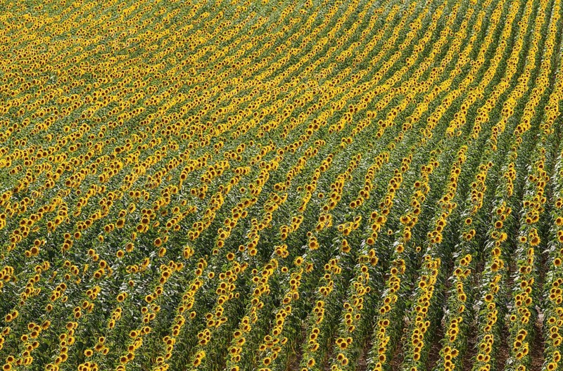 Sunflowers