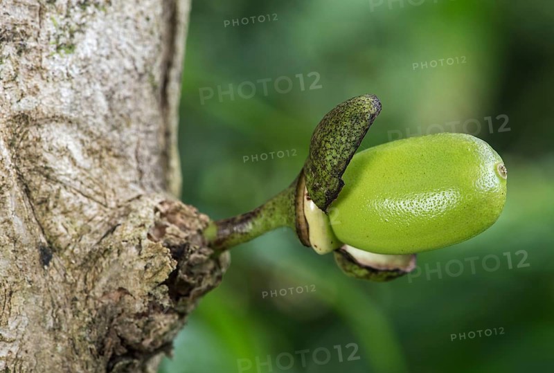 Calabash tree