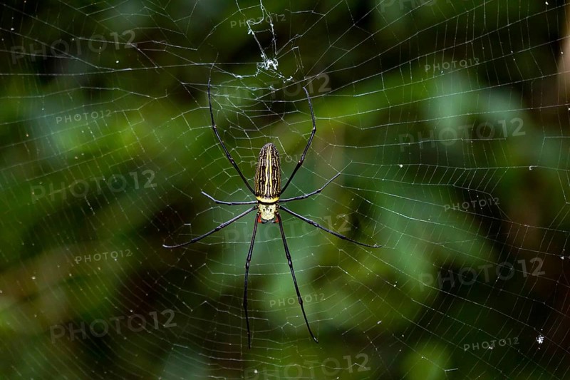 Northern golden orb weaver