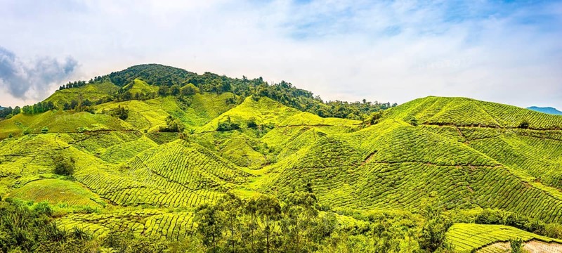 Tea plantations