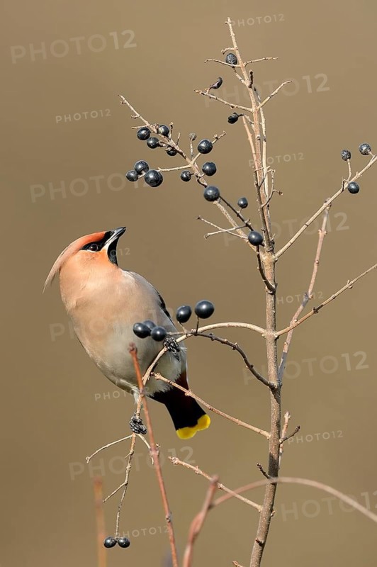 Bohemian waxwing