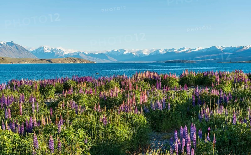 Large-leaved lupines