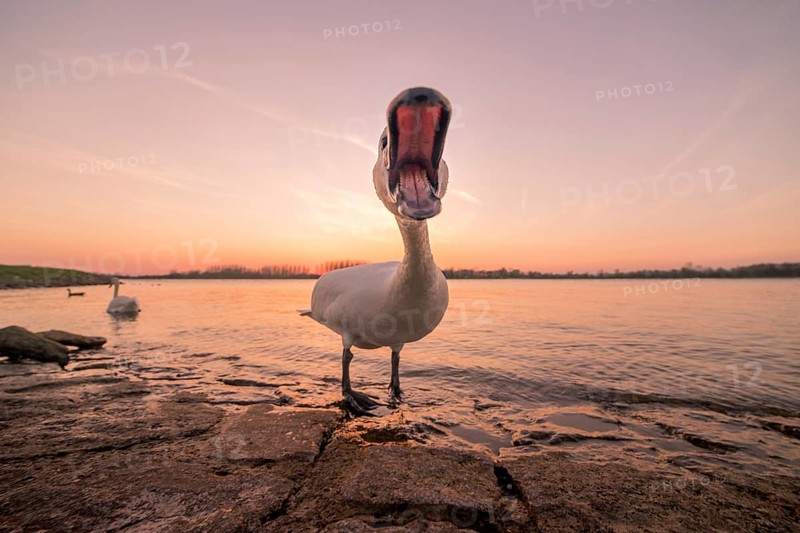 Hissing mute swan