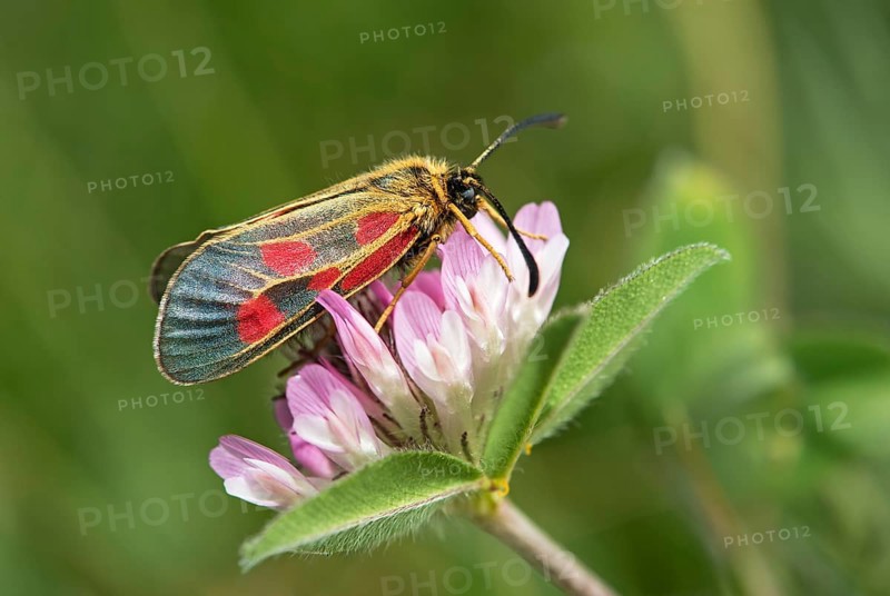 Mountain burnet