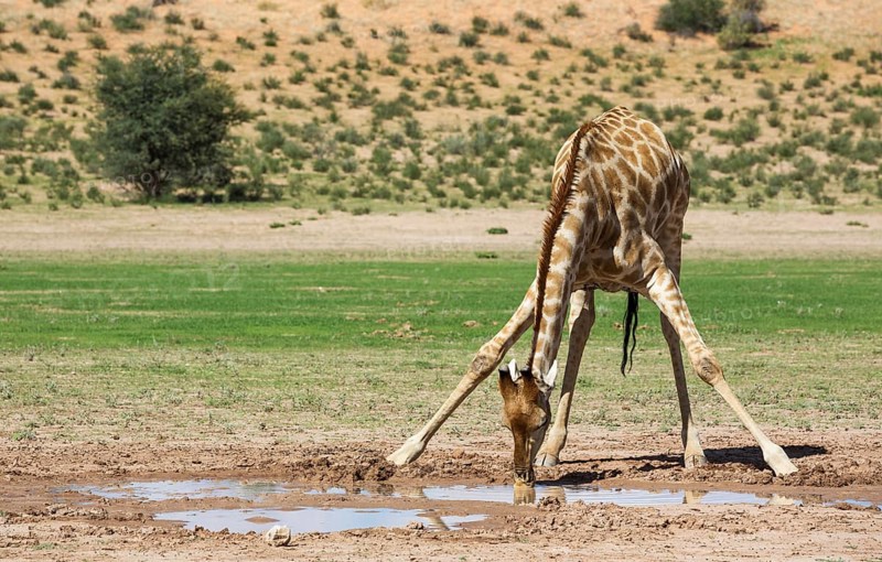 Southern Giraffe
