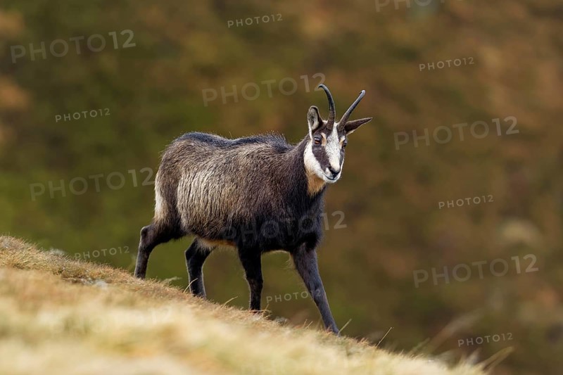 Chamois