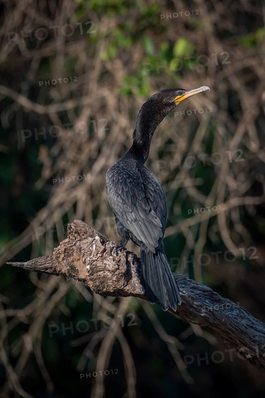 Olivaceous cormorant