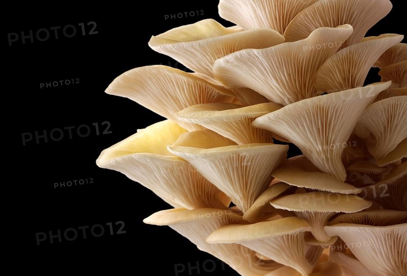 Golden oyster mushrooms