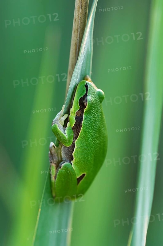 European tree frog