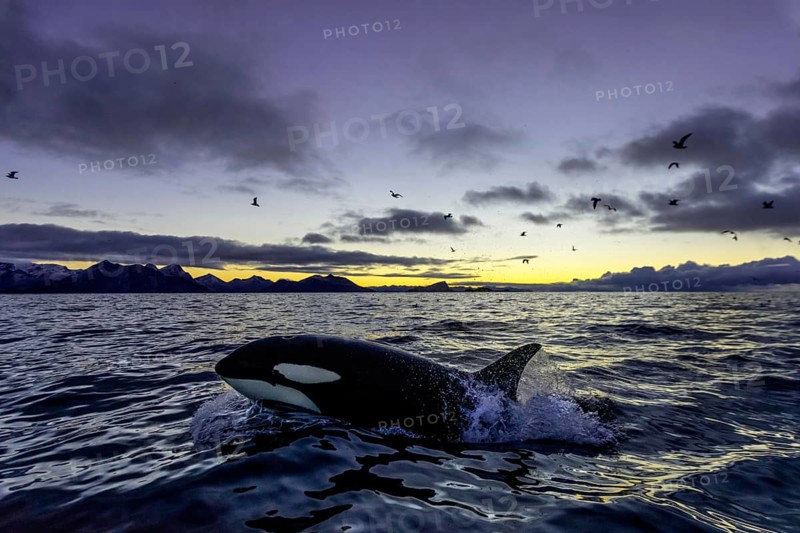 Orca