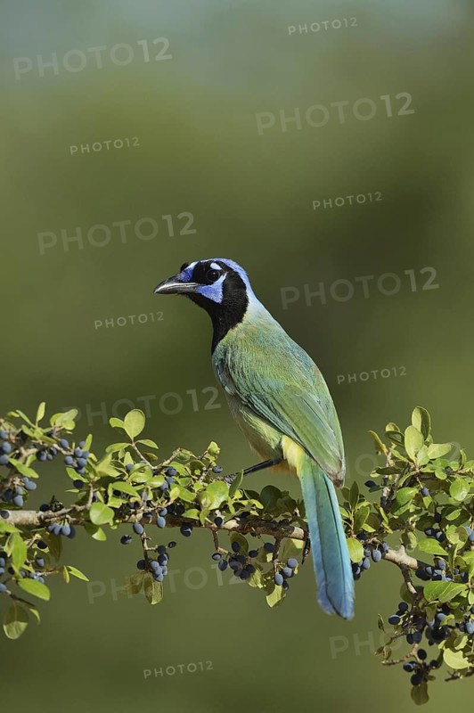 Green Jay