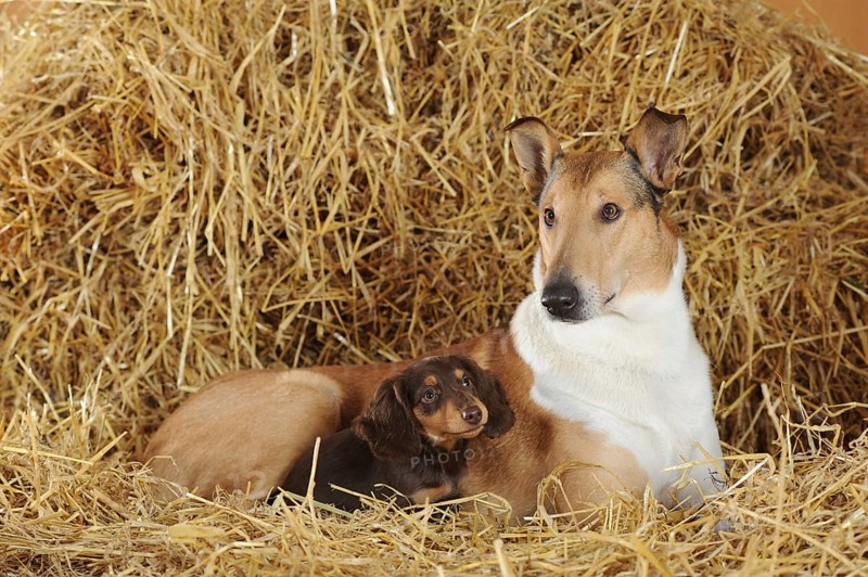 Smooth collie