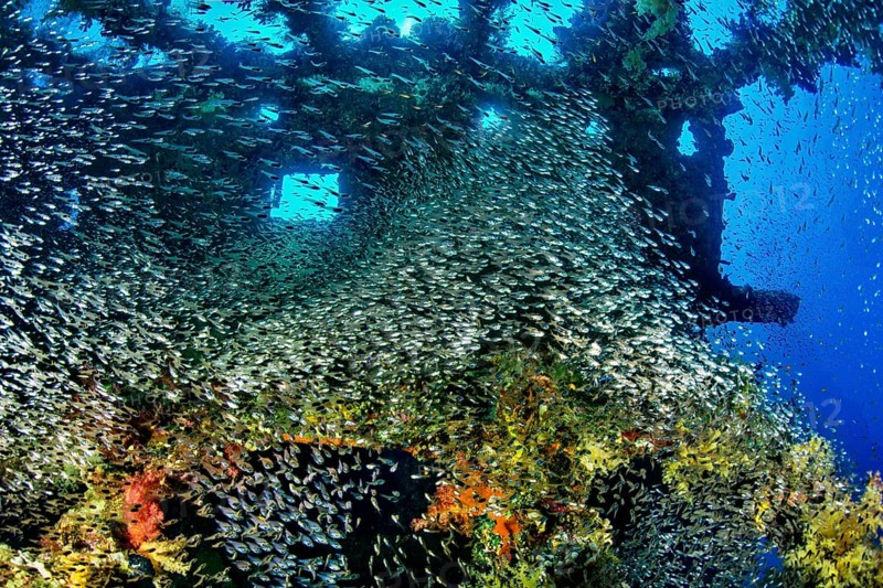 Wreck diving and glass or Pempherids